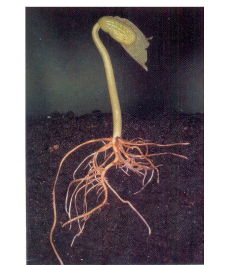 Los pelos absorbentes de las raíces se encargan de captar agua y sales minerales del suelo transfiriéndolas al interior de la planta.